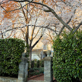 skip cherry laurel privacy hedge in the landscape
