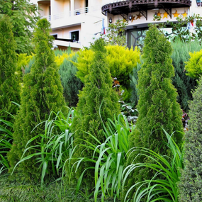 Fast Growing Privacy Trees for Sale Online