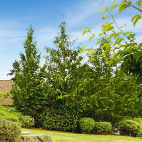evergreen trees in the landscape
