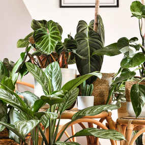 trending indoor houseplants 2024 variegated white knight philodendron, philodendron gloriosum, and diffenbachia