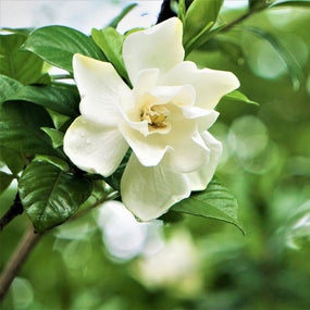 white flowering gardenia