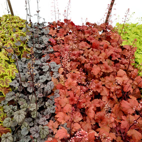 rainbow of heuchera