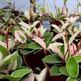 hoya plants