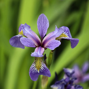 iris blooms
