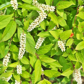 vibrant white blooms of itea shrubs