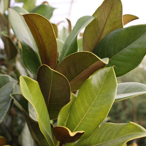 magnolia trees for sale online
