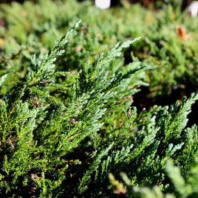 vibrant blue green color of juniper shrubs