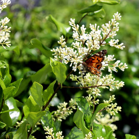 pollinator enjoying spring blooms on ligustrum shrub