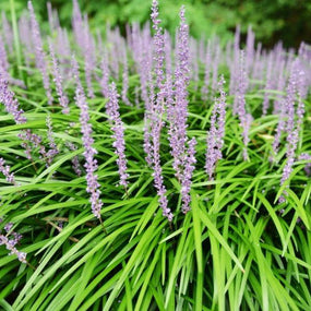 Liriope Flowers rising above the evergreen leaves