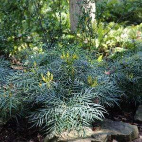 Mahonia Shrubs