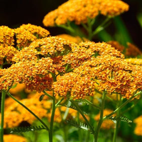 Achillea planted in a large sweeping drift