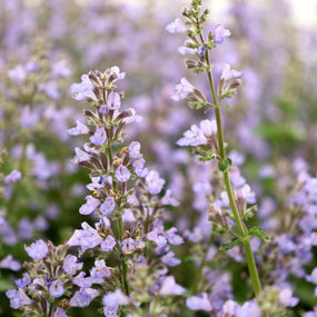 Nepeta or Catmint is loved by pollinators around the country