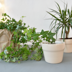 Miscellaneous Indoor Plants