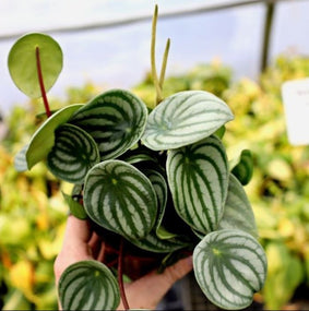 Peperomia Plants for Sale Online