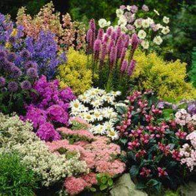 Miscellaneous Perennials