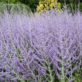 Shimmering Powder Blue Flowers of Russian Sage
