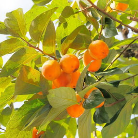 Persimmon Trees for Sale Online