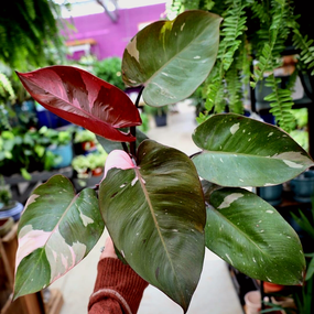 Philodendron Plants for Sale Online at Garden Goods Direct
