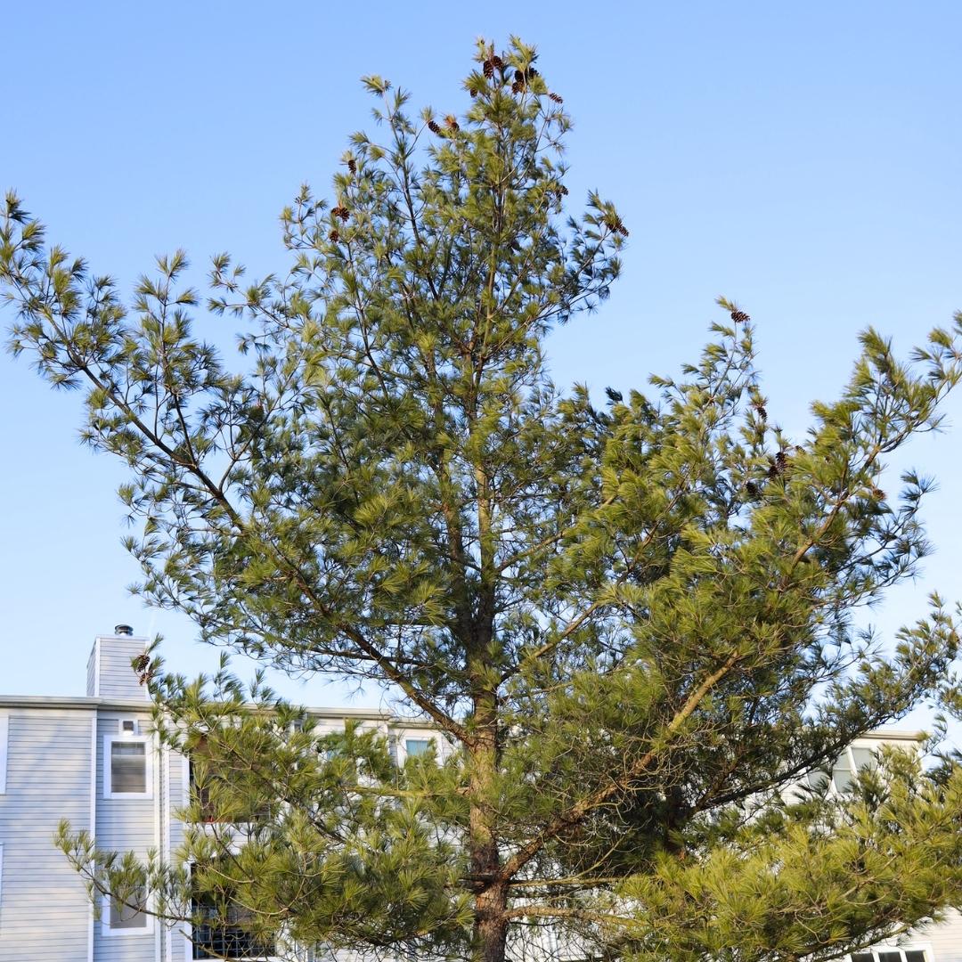 Buy Pine Trees Online Garden Goods Direct