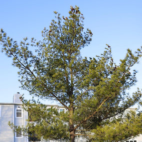 Pine Trees for Sale Online