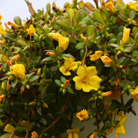 portulaca