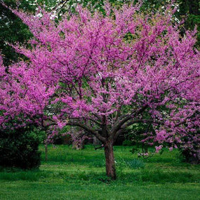 The rosy-Pink Flowers of the Eastern Redbud tree in early spring
