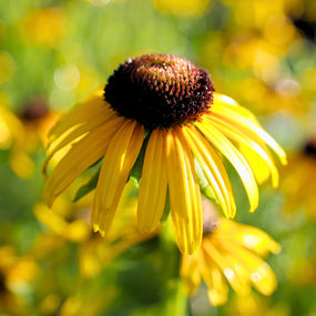 Rudbeckia plants for sale