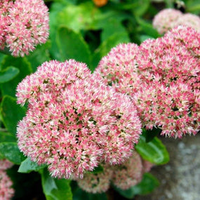 Sedum flowers late season pollen source for butterflies