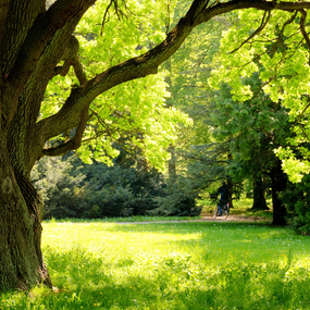 Cooling shade of a mature tree