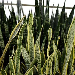 Snake Plants for Sale Online