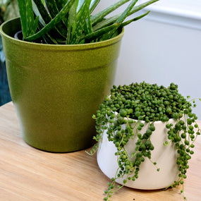 potted houseplants for sale