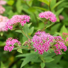 pink spirea shrub in full bloom