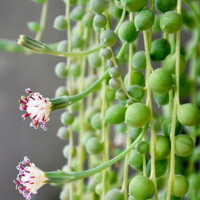 Succulents plants for Sale Online at Garden Goods Direct