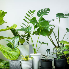 variety of indoor tropical plants: monstera deliciosa, fiddle leaf fig and more