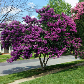 crape myrtle tree with purple flowers