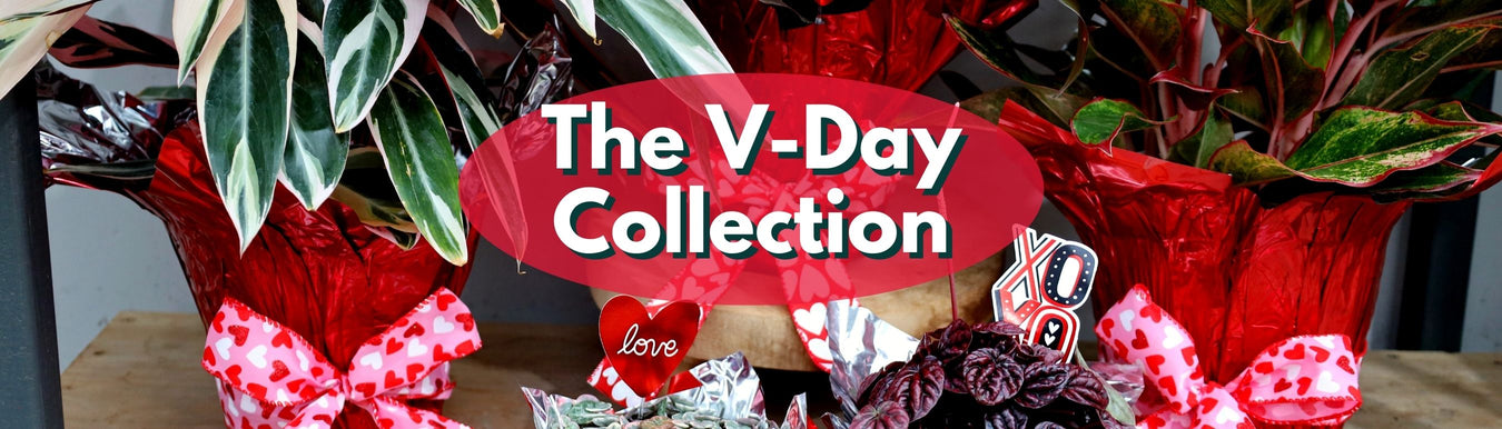 Valentine's Day