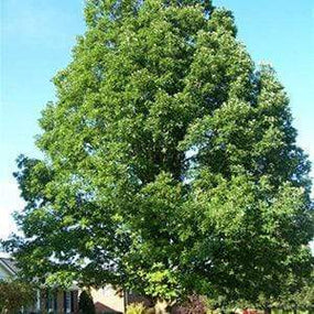 Oak Trees