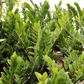 Buy ZZ Plant on sale