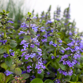 purple ajuga blooms
