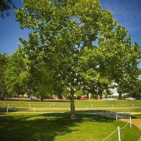 Sycamore trees for fast-growing shade
