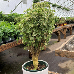 variegated parsley aralia houseplant