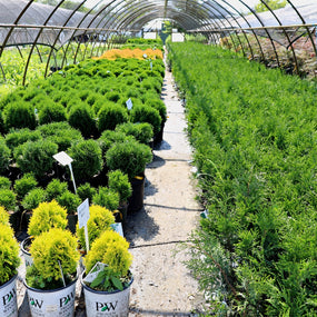 year-round color with arborvitae shrubs