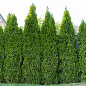 buy arborvitae for sale at garden goods direct