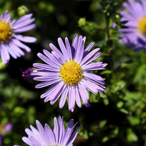Aster plants fall blooming perennial