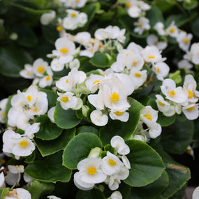 flowering summer annual begonias