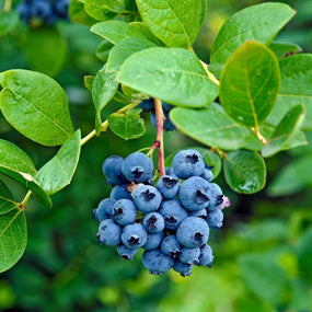 ripe blueberries on a bush