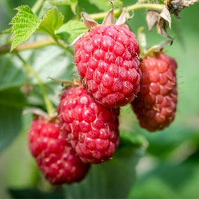 Raspberries