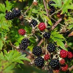 Blackberries