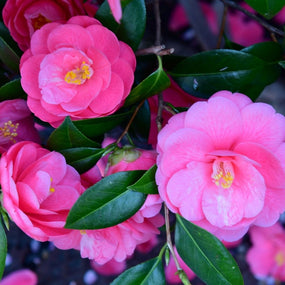 Camellia Shrubs