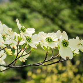dogwoods are spring flowering trees